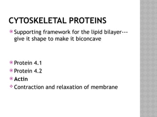 CYTOSKELETAL PROTEINS
 Supporting framework for the lipid bilayer---
give it shape to make it biconcave
 Protein 4.1
 Protein 4.2
 Actin
 Contraction and relaxation of membrane
 
