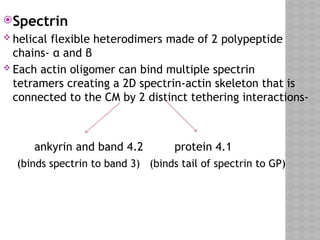 Spectrin
 helical flexible heterodimers made of 2 polypeptide
chains- α and β
 Each actin oligomer can bind multiple spectrin
tetramers creating a 2D spectrin-actin skeleton that is
connected to the CM by 2 distinct tethering interactions-
ankyrin and band 4.2 protein 4.1
(binds spectrin to band 3) (binds tail of spectrin to GP)
 