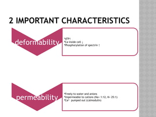 2 IMPORTANT CHARACTERISTICS
deformability
•ATP↑
•Ca inside cell ↓
•Phosphorylation of spectrin ↑
permeability
•Freely to water and anions
•Impermeable to cations (Na+ 1:12, K+ 25:1)
•Ca2+
pumped out (calmodulin)
 