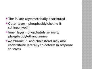  The PL are asymmetrically distributed
 Outer layer – phosphatidylcholine &
sphingomyelin
 Inner layer – phosphatidylserine &
phosphatidylethanolamine
 Membrane PL and cholesterol may also
redistribute laterally to deform in response
to stress
 