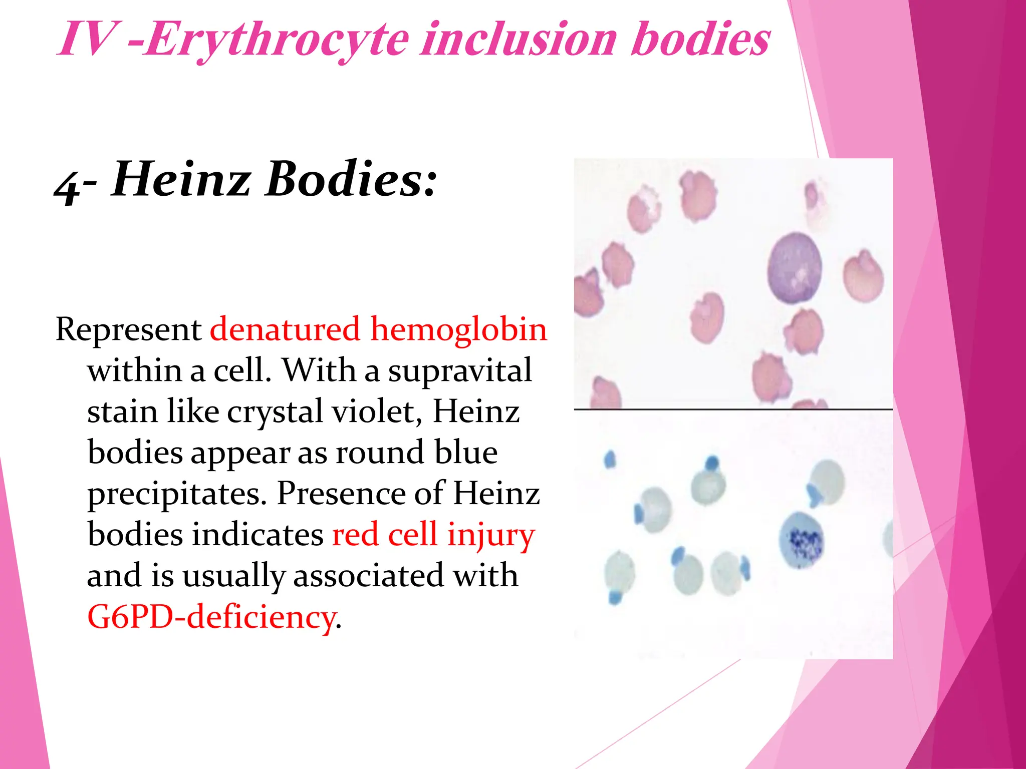 Rbc Morphology Pdf Rbc Morphology Pdf