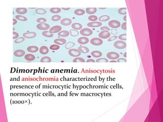 RBC Morphology.pdf