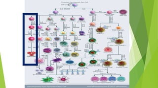 Rbc Structure and Physiology | PPTX