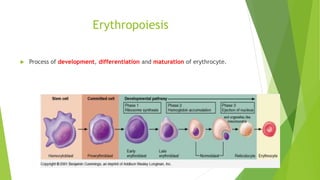 Formation Of Rbc Rbc Structure and Physiology | PPTX