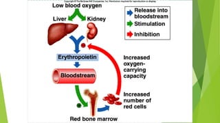 Rbc Structure and Physiology | PPTX