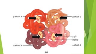 Rbc Structure and Physiology | PPTX