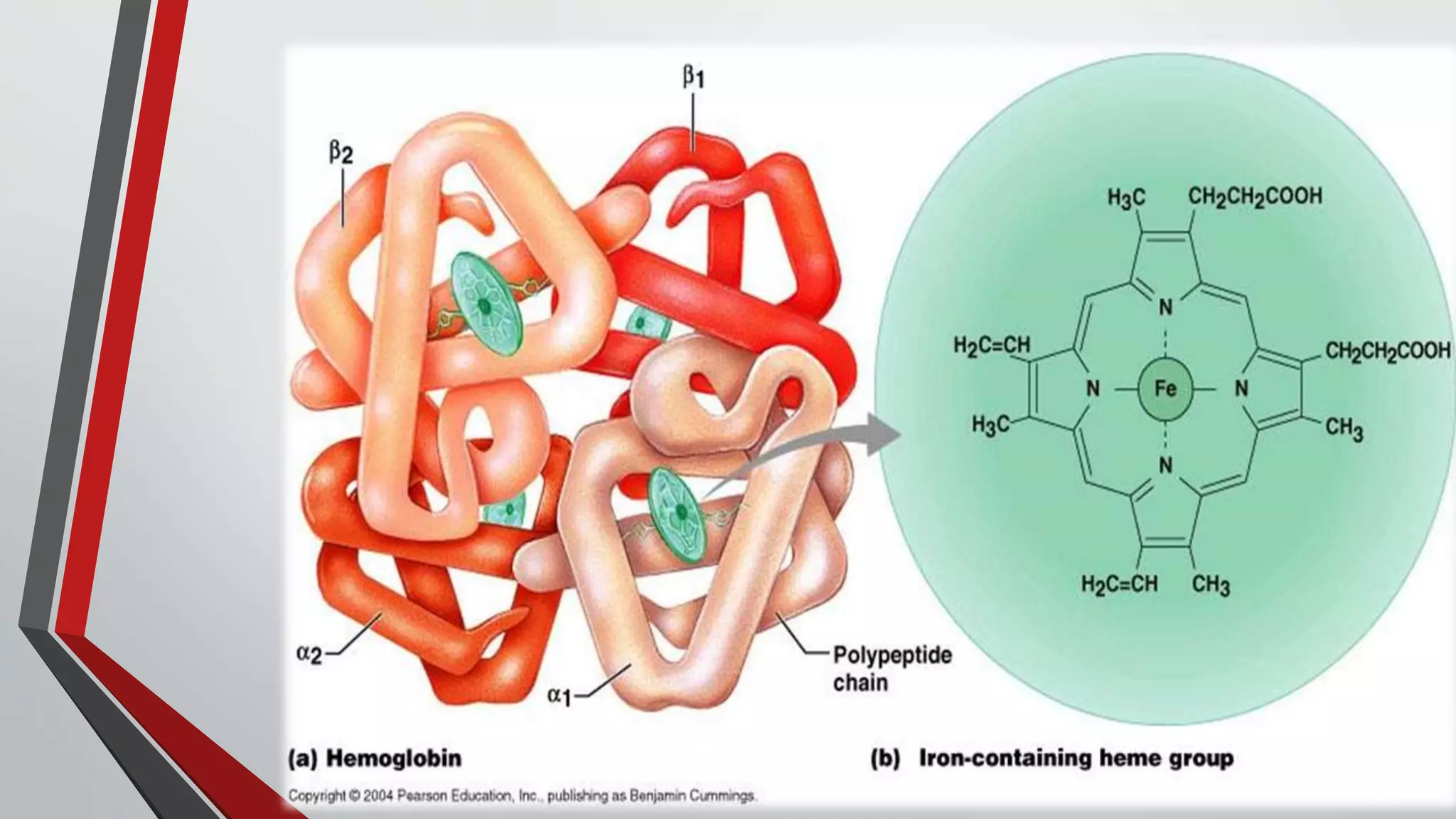 RED BLOOD CELLS (RBC) | PPTX