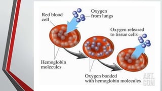 RED BLOOD CELLS (RBC) | PPTX