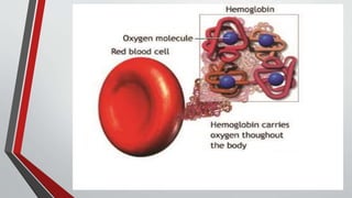 RED BLOOD CELLS (RBC) | PPTX