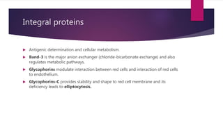 Integral proteins
 Antigenic determination and cellular metabolism.
 Band-3 is the major anion exchanger (chloride-bicarbonate exchange) and also
regulates metabolic pathways.
 Glycophorins modulate interaction between red cells and interaction of red cells
to endothelium.
 Glycophorins-C provides stability and shape to red cell membrane and its
deficiency leads to elliptocytosis.
 