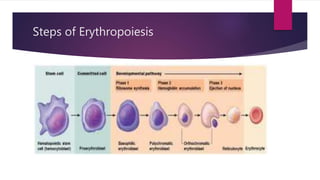 Steps of Erythropoiesis
 