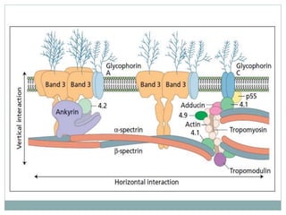 Rbc structure and metabolism | PPTX