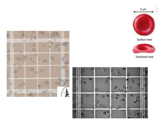 red blood cells counting hemocytometer Laboratory | PDF