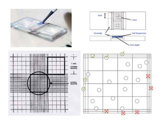 red blood cells counting hemocytometer Laboratory | PDF