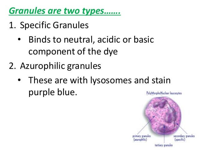 red blood cells; White blood cells & platelets