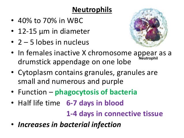 red blood cells, White blood cells & platelets