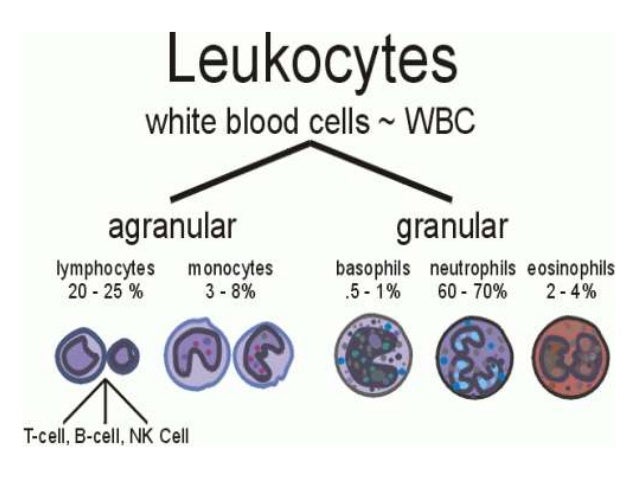 red blood cells, White blood cells & platelets