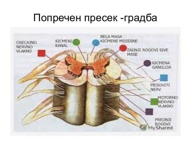 Rbeten mozok