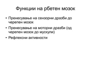 Rbeten mozok | PPT