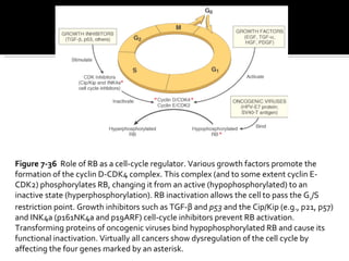 Rb gene and cell cycle | PPT