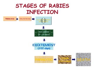 STAGES OF RABIES INFECTION Rabies virus Entry into the body INCUBATI0N PERIOD (20 – 90 days) INVASION (0 – 10 days) PARALYTIC EXCITEMENT (2 – 7 days) COMA (5 – 14 days) DEATH 