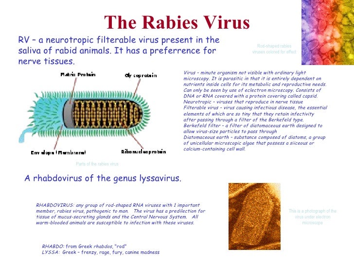 Rabies