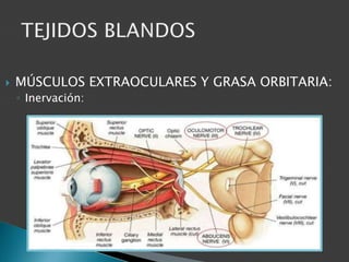  MÚSCULOS EXTRAOCULARES Y GRASA ORBITARIA:
◦ Inervación:
 