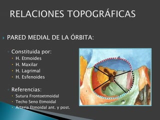  PARED MEDIAL DE LA ÓRBITA:
◦ Constituida por:
 H. Etmoides
 H. Maxilar
 H. Lagrimal
 H. Esfenoides
◦ Referencias:
 Sutura Frontoetmoidal
 Techo Seno Etmoidal
 Arteria Etmoidal ant. y post.
 