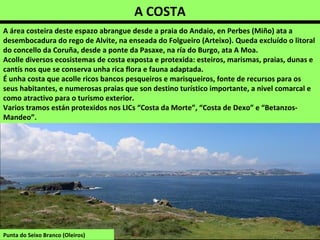 A COSTA
A área costeira deste espazo abrangue desde a praia do Andaio, en Perbes (Miño) ata a
desembocadura do rego de Alvite, na enseada do Folgueiro (Arteixo). Queda excluído o litoral
do concello da Coruña, desde a ponte da Pasaxe, na ría do Burgo, ata A Moa.
Acolle diversos ecosistemas de costa exposta e protexida: esteiros, marismas, praias, dunas e
cantís nos que se conserva unha rica flora e fauna adaptada.
É unha costa que acolle ricos bancos pesqueiros e marisqueiros, fonte de recursos para os
seus habitantes, e numerosas praias que son destino turístico importante, a nivel comarcal e
como atractivo para o turismo exterior.
Varios tramos están protexidos nos LICs “Costa da Morte”, “Costa de Dexo” e “Betanzos-
Mandeo”.
Punta do Seixo Branco (Oleiros)
 