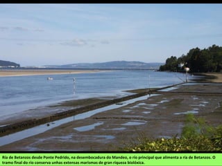 Ría de Betanzos desde Ponte Pedrido, na desembocadura do Mandeo, o río principal que alimenta a ría de Betanzos. O
tramo final do río conserva unhas extensas marismas de gran riqueza biolóxica.
 