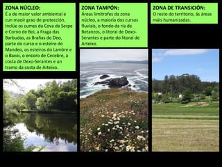 ZONA NÚCLEO:
É a de maior valor ambiental e
cun maoir grao de protección.
Inclúe os cumes da Cova da Serpe
e Corno de Boi, a Fraga das
Barbudas, as Brañas do Deo,
parte do curso e o esteiro do
Mandeo, os esteiros do Lambre e
o Baxoi, o encoro de Cecebre, a
costa de Dexo-Serantes e un
tramo da costa de Arteixo.
ZONA TAMPÓN:
Áreas limítrofes da zona
núcleo, a maioría dos cursos
fluviais, o fondo da ría de
Betanzos, o litoral de Dexo-
Serantes e parte do litoral de
Arteixo.
ZONA DE TRANSICIÓN:
O resto do territorio, ás áreas
máis humanizadas.
 
