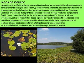 LAGOA DE SOBRADO
Lagoa de orixe artificial froito da construción dun dique para a contención, almacenamento e
aproveitamento de augas no ano 1500, posteriormente reforzado. Está considerada como un
dos nacementos do río Tambre. Ten unha gran importancia a nivel botánico e faunístico.
Destaca a presenza de dúas plantas de interese europeo: Isoetes velatum e a alga Nitella
flexilis (única cita en España). Acolle unha importante poboación de aves acuáticas
invernantes, sobre todo anátidas. Desde o punto de vista botánico está considerada Zona
Húmida de Importancia Europea, considerado enclave con interese singular no que se
localizan plantas acuáticas que foron catalogadas como taxóns singulares.
Na actualidade está xestionada pola Sociedade Galega de Historia Natural.
 