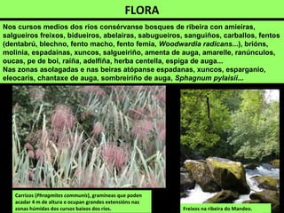 FLORA
Nos cursos medios dos ríos consérvanse bosques de ribeira con amieiras,
salgueiros freixos, bidueiros, abelairas, sabugueiros, sanguiños, carballos, fentos
(dentabrú, blechno, fento macho, fento femia, Woodwardia radicans...), brións,
molinia, espadainas, xuncos, salgueiriño, amenta de auga, amarelle, ranúnculos,
oucas, pe de boi, raíña, adelfiña, herba centella, espiga de auga...
Nas zonas asolagadas e nas beiras atópanse espadanas, xuncos, esparganio,
eleocaris, chantaxe de auga, sombreiriño de auga, Sphagnum pylaisii...
Freixos na ribeira do Mandeo.
Carrizos (Phragmites communis), gramíneas que poden
acadar 4 m de altura e ocupan grandes extensións nas
zonas húmidas dos cursos baixos dos ríos.
 