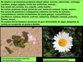 No esteiro e as marismas podemos atopar sebas, xuncos, salicornias, verdoaga
marítima, acelga salgada, herba das anduriñas, escirpo...
Nos areais hai correola, feo, caquile, cardo mariño...
Na rochas podemos atopar pirixel do mar, herba de namorar, liques, sedum...
Nas zonas de pasteiros e matogueiras costeiros hai herba de namorar,
Leucanthemum merinoi (endemismo da costa galega), Leucanthemum
pluriflorum, colexas, leiteras, carlinas, caliborcia, Anthyllis vulneria, pulicaria,
Rumex, trevos...
No espazo litoral destaca a presenza de gran diversidade de algas apegadas ás
rochas ou ocupando as pozas e fendas.
Correola da praia (Calystegia soldanella),
unha planta típica dos areais. Margarida (Leucanthemum merinoi)
 