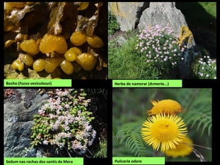 Sedum nas rochas dos cantís de Mera
Herba de namorar (Armeria...)Bocho (Fucus vesiculosus)
Pulicaria odora
 