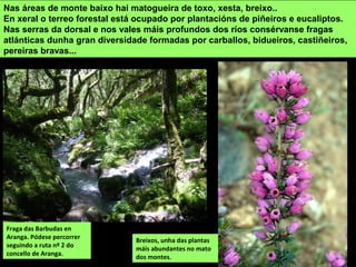Nas áreas de monte baixo hai matogueira de toxo, xesta, breixo..
En xeral o terreo forestal está ocupado por plantacións de piñeiros e eucaliptos.
Nas serras da dorsal e nos vales máis profundos dos ríos consérvanse fragas
atlánticas dunha gran diversidade formadas por carballos, bidueiros, castiñeiros,
pereiras bravas...
Breixos, unha das plantas
máis abundantes no mato
dos montes.
Fraga das Barbudas en
Aranga. Pódese percorrer
seguindo a ruta nº 2 do
concello de Aranga.
 