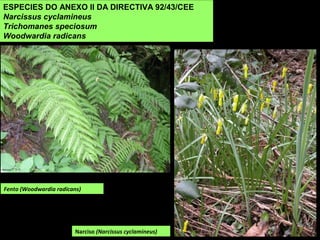ESPECIES DO ANEXO II DA DIRECTIVA 92/43/CEE
Narcissus cyclamineus
Trichomanes speciosum
Woodwardia radicans
Narciso (Narcissus cyclamineus)
Fento (Woodwardia radicans)
 