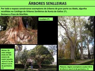 ÁRBORES SENLLEIRAS
Por todo o espazo consérvanse exemplares de árbores de gran porte ou idade, algunha
recollidas no Catálogo de Árbores Senlleiras da Xunta de Galiza (P).
Destaca o Pazo de Mariñán.
Eucalipto (P)
Mirtos. Os
máis antigos
(máis de 150
anos) e de
maior tamaño.
-4,9 e 5,7 m de
altura e 1,3 m
de perímetro.
(P)
Plátanos. Algúns exemplares acadan 50 m
de altura e case 6 m de perímetro. (P)
 