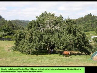 Maceira en Colantres (Coirós). Mide 2,80 m de perímetro e ten unha ampla copa de 23 m de diámetro.
Segundo os veciños chegou a dar 2.000 kg de mazáns.
 