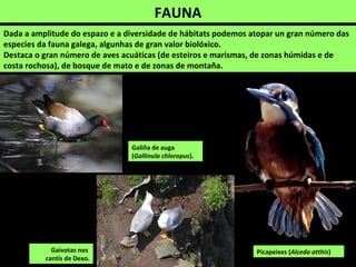 FAUNA
Dada a amplitude do espazo e a diversidade de hábitats podemos atopar un gran número das
especies da fauna galega, algunhas de gran valor biolóxico.
Destaca o gran número de aves acuáticas (de esteiros e marismas, de zonas húmidas e de
costa rochosa), de bosque de mato e de zonas de montaña.
Gaivotas nos
cantís de Dexo.
Galiña de auga
(Gallinula chloropus).
Picapeixes (Alcedo atthis)
 