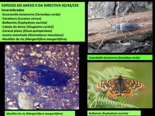 ESPECIES DO ANEXO II DA DIRECTIVA 92/43/CEE
Invertebrados
-Escaravello lonxicorne (Cerambyx cerdo)
-Vacaloura (Lucanus cervus)
-Bolboreta (Euphydryas aurinia)
-Cabalo do demo (Oxygastra curtisii)
-Caracol plano (Elona quimperiana)
-Lesma manchada (Geomalacus maculosus)
-Mexillón de río (Margaritifera margaritifera)
Mexillón de río (Margaritifera margaritifera)
Escarabello lonxicorne (Cerambyx cerdo)
Bolboreta (Euphydryas aurinia)
 