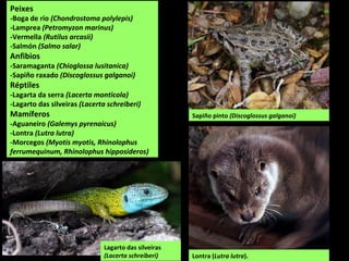 Peixes
-Boga de río (Chondrostoma polylepis)
-Lamprea (Petromyzon marinus)
-Vermella (Rutilus arcasii)
-Salmón (Salmo salar)
Anfibios
-Saramaganta (Chioglossa lusitanica)
-Sapiño raxado (Discoglossus galganoi)
Réptiles
-Lagarta da serra (Lacerta monticola)
-Lagarto das silveiras (Lacerta schreiberi)
Mamíferos
-Aguaneiro (Galemys pyrenaicus)
-Lontra (Lutra lutra)
-Morcegos (Myotis myotis, Rhinolophus
ferrumequinum, Rhinolophus hipposideros)
Sapiño pinto (Discoglossus galganoi)
Lontra (Lutra lutra).
Lagarto das silveiras
(Lacerta schreiberi)
 