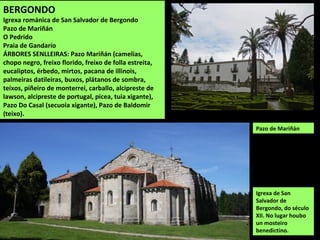 BERGONDO
Igrexa románica de San Salvador de Bergondo
Pazo de Mariñán
O Pedrido
Praia de Gandarío
ÁRBORES SENLLEIRAS: Pazo Mariñán (camelias,
chopo negro, freixo florido, freixo de folla estreita,
eucaliptos, érbedo, mirtos, pacana de illinois,
palmeiras datileiras, buxos, plátanos de sombra,
teixos, piñeiro de monterrei, carballo, alcipreste de
lawson, alcipreste de portugal, picea, tuia xigante),
Pazo Do Casal (secuoia xigante), Pazo de Baldomir
(teixo).
Igrexa de San
Salvador de
Bergondo, do século
XII. No lugar houbo
un mosteiro
benedictino.
Pazo de Mariñán
 