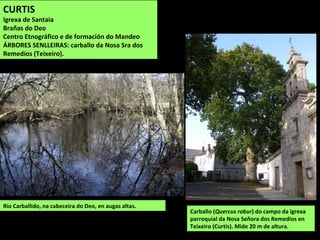 CURTIS
Igrexa de Santaia
Brañas do Deo
Centro Etnográfico e de formación do Mandeo
ÁRBORES SENLLEIRAS: carballo da Nosa Sra dos
Remedios (Teixeiro).
Carballo (Quercus robur) do campo da igrexa
parroquial da Nosa Señora dos Remedios en
Teixeiro (Curtis). Mide 20 m de altura.
Río Carballido, na cabeceira do Deo, en augas altas.
 