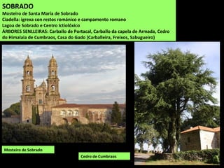 SOBRADO
Mosteiro de Santa María de Sobrado
Ciadella: igrexa con restos románico e campamento romano
Lagoa de Sobrado e Centro Ictiolóxico
ÁRBORES SENLLEIRAS: Carballo de Portacal, Carballo da capela de Armada, Cedro
do Himalaia de Cumbraos, Casa do Gado (Carballeira, Freixos, Sabugueiro)
Cedro de Cumbraos
Mosteiro de Sobrado
 