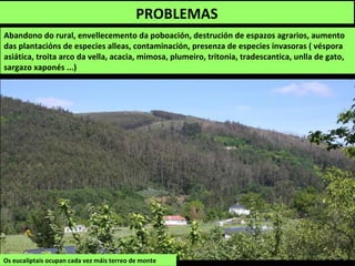 PROBLEMAS
Abandono do rural, envellecemento da poboación, destrución de espazos agrarios, aumento
das plantacións de especies alleas, contaminación, presenza de especies invasoras ( véspora
asiática, troita arco da vella, acacia, mimosa, plumeiro, tritonia, tradescantica, unlla de gato,
sargazo xaponés ...)
Os eucaliptais ocupan cada vez máis terreo de monte
 