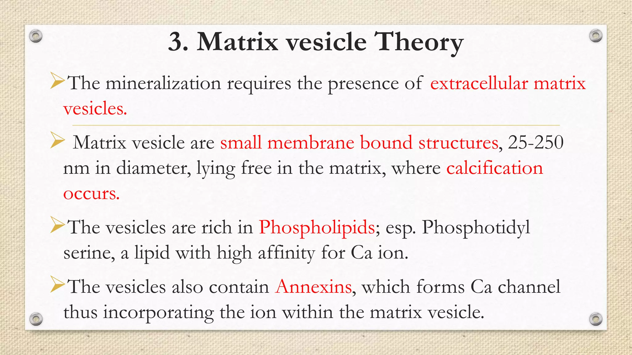 3. Matrix vesicle Theory
The mineralization requires the presence of extracellular matrix
vesicles.
 Matrix vesicle are small membrane bound structures, 25-250
nm in diameter, lying free in the matrix, where calcification
occurs.
The vesicles are rich in Phospholipids; esp. Phosphotidyl
serine, a lipid with high affinity for Ca ion.
The vesicles also contain Annexins, which forms Ca channel
thus incorporating the ion within the matrix vesicle.
 