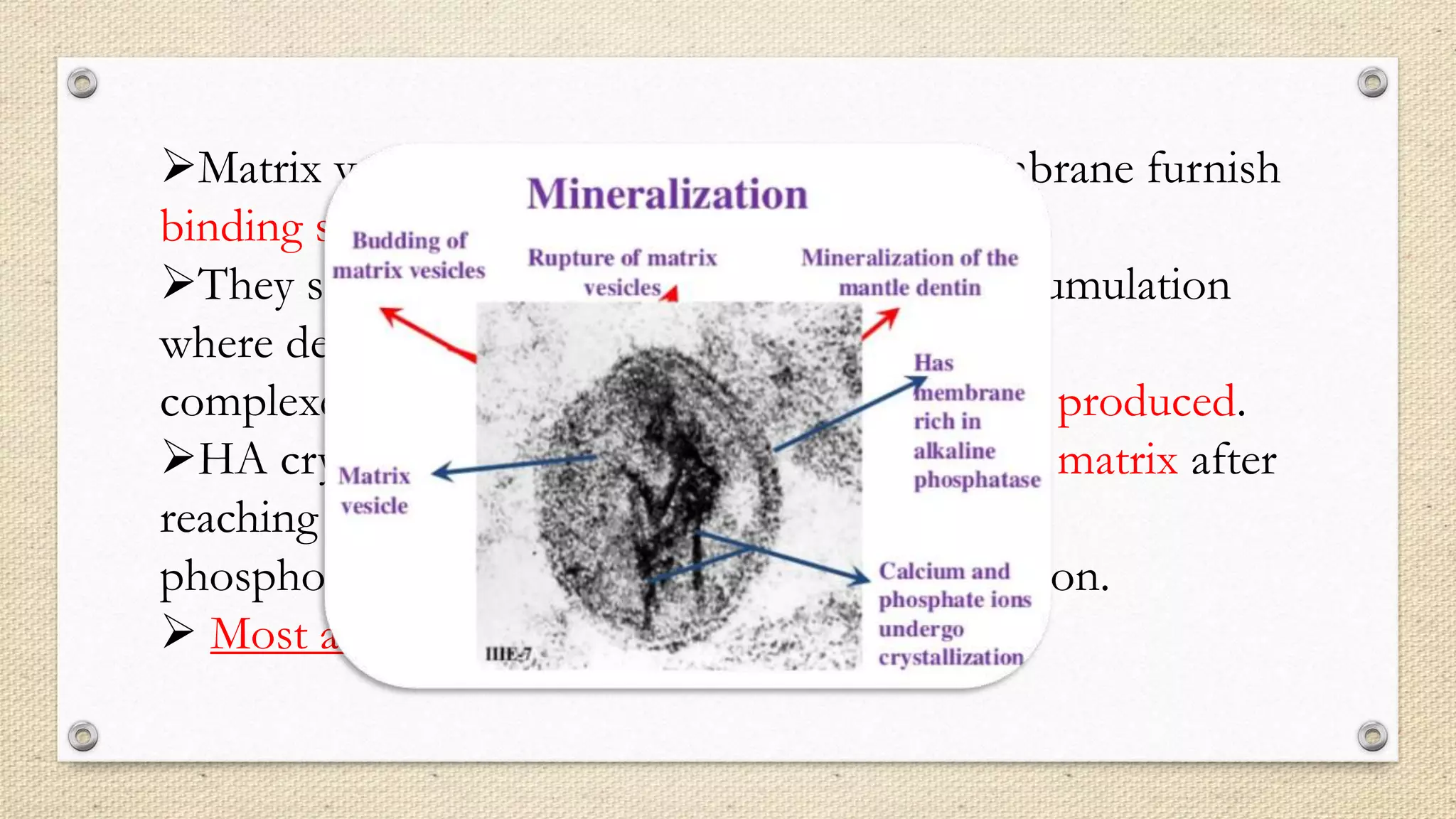 Matrix vesicle accumulate Ca and their membrane furnish
binding site for the nucleation of HA crystals.
They serve as site for Ca and inorganic P accumulation
where deposition of initial amorphous mineral
complexes(nucleation) occurs and where HA is produced.
HA crystals are released into the extracellular matrix after
reaching certain thickness which is triggered by
phospholipases, thus leading to tissue calcification.
 Most acceptable theory.
 