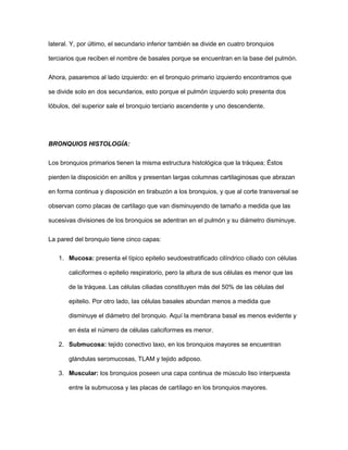 lateral. Y, por último, el secundario inferior también se divide en cuatro bronquios
terciarios que reciben el nombre de basales porque se encuentran en la base del pulmón.
Ahora, pasaremos al lado izquierdo: en el bronquio primario izquierdo encontramos que
se divide solo en dos secundarios, esto porque el pulmón izquierdo solo presenta dos
lóbulos, del superior sale el bronquio terciario ascendente y uno descendente.
BRONQUIOS HISTOLOGÍA:
Los bronquios primarios tienen la misma estructura histológica que la tráquea; Éstos
pierden la disposición en anillos y presentan largas columnas cartilaginosas que abrazan
en forma continua y disposición en tirabuzón a los bronquios, y que al corte transversal se
observan como placas de cartílago que van disminuyendo de tamaño a medida que las
sucesivas divisiones de los bronquios se adentran en el pulmón y su diámetro disminuye.
La pared del bronquio tiene cinco capas:
1. Mucosa: presenta el típico epitelio seudoestratificado cilíndrico ciliado con células
caliciformes o epitelio respiratorio, pero la altura de sus células es menor que las
de la tráquea. Las células ciliadas constituyen más del 50% de las células del
epitelio. Por otro lado, las células basales abundan menos a medida que
disminuye el diámetro del bronquio. Aquí la membrana basal es menos evidente y
en ésta el número de células caliciformes es menor.
2. Submucosa: tejido conectivo laxo, en los bronquios mayores se encuentran
glándulas seromucosas, TLAM y tejido adiposo.
3. Muscular: los bronquios poseen una capa continua de músculo liso interpuesta
entre la submucosa y las placas de cartílago en los bronquios mayores.
 