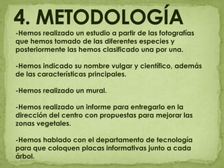 4. METODOLOGÍA-Hemos realizado un estudio a partir de las fotografías que hemos tomado de las diferentes especies y posteriormente las hemos clasificado una por una.-Hemos indicado su nombre vulgar y científico, además de las características principales.-Hemos realizado un mural.-Hemos realizado un informe para entregarlo en la dirección del centro con propuestas para mejorar las zonas vegetales.-Hemos hablado con el departamento de tecnología para que coloquen placas informativas junto a cada árbol.
